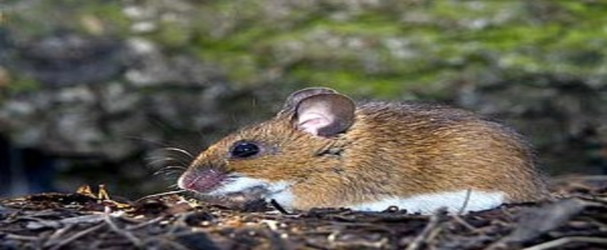 Ergani`de Tarla Faresi Uyarısı