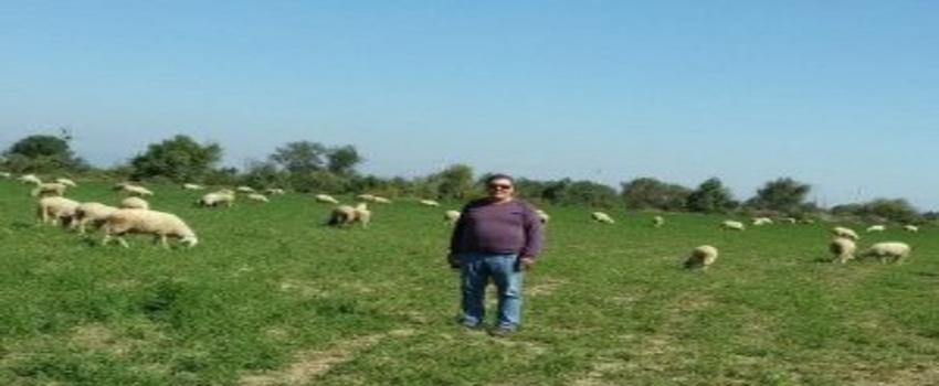 Aydın`da Damızlık Koyun ve Keçi Irkı Islahı Yılan Hikayesine Döndü