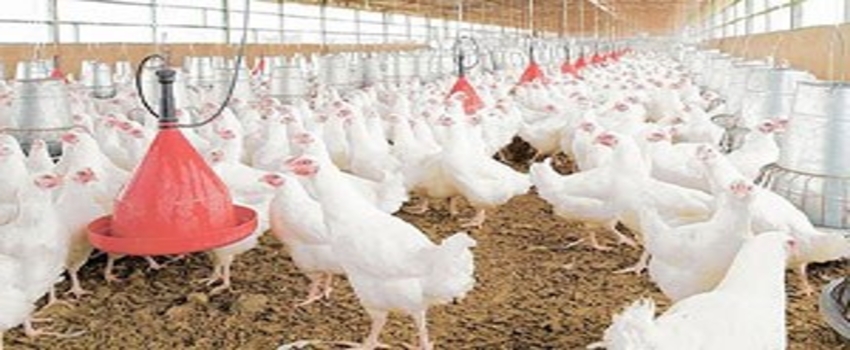 Beyaz etçiler AB Japonya ve Çin pazarına göz dikti