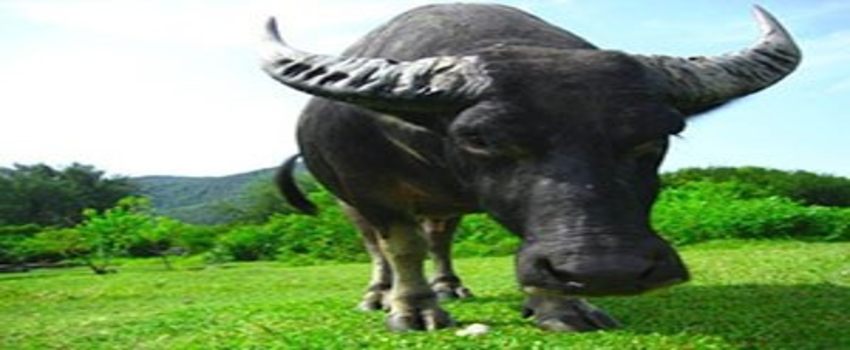 Geleceğin beyaz altını `Manda Sütü`