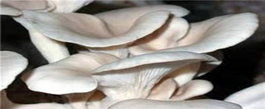 Arazisiz Kalan Köylünün Yeni Geçim Kaynağı `İstiridye Mantarı`
