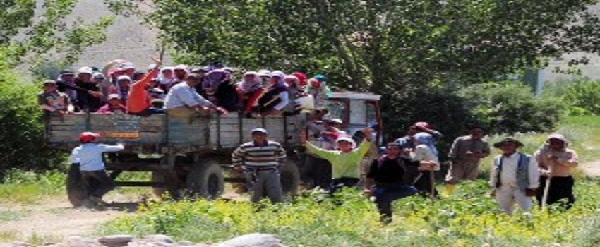 Mevsimlik Tarım İşçilerinin Sorunlarının Araştırılması