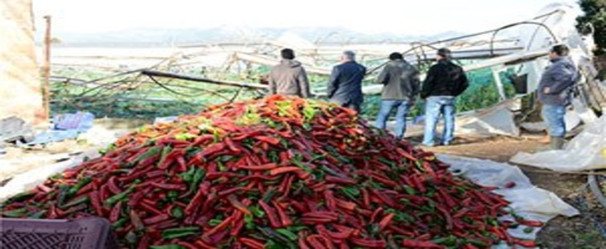 Kumluca`da Hortumun Zarar Verdiği Seralarda Ürünler Toplanıyor