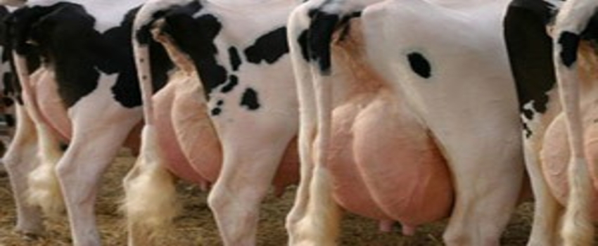 İsrail`de Günlük 45 Litrenin Altında Süt Veren İnek Kesime Gönderiliyor`