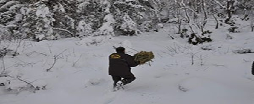 Yaban ve Sokak Hayvanları İçin 6 Ton Yem Bırakıldı