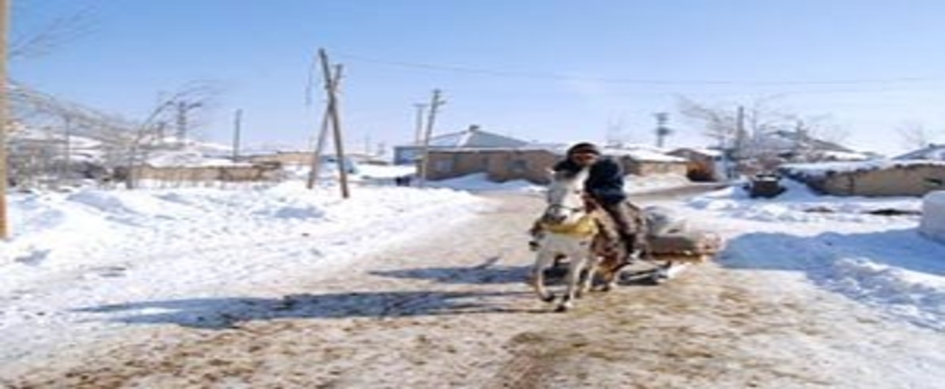 Yüksekova`da İmha Kararını Duyan Katırlar Firar Etti!