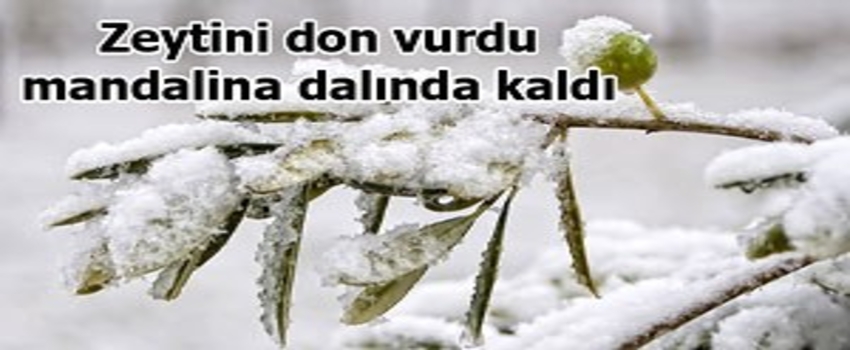Ege`de mandalina ve zeytin dona kaldı