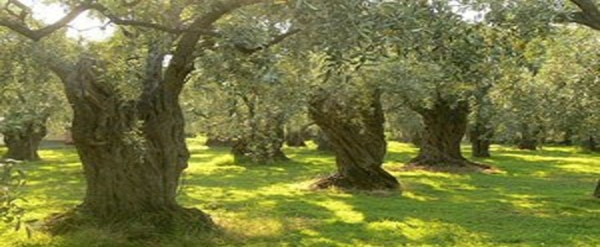 Büyükşehir yasası kestane ve zeytinleri de çürütüyor