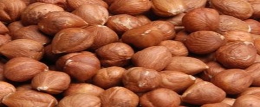 Düzce`den 30 Bin 718 Ton İç Fındık İhracatı Yapıldı