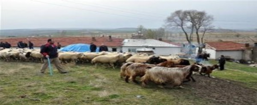 Yozgat`ta 324 Kişi Sürü Yönetimi Kursuna Katılıyor
