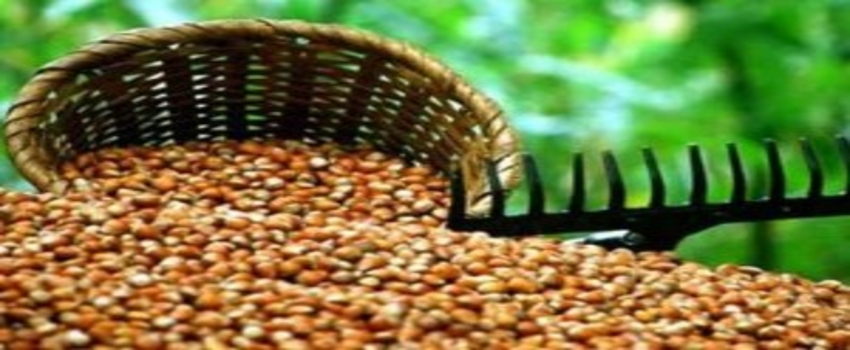 Fındık Bölgesi Karadeniz`de Tarım Sigortasında Büyük Artış