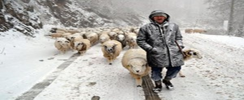 Kar Yağışları, Hayvan Yetiştiricilerini de Sevindirdi