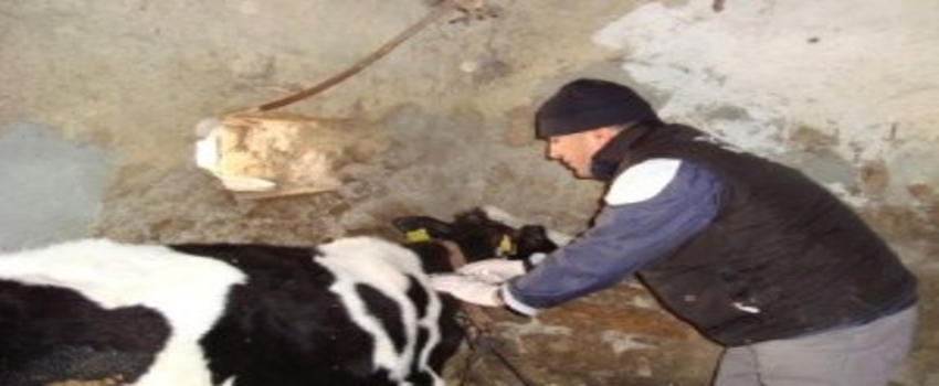 Malkara`da 57 Bin Büyükbaşa `Şap Aşısı` Kampanyası Başlatıldı