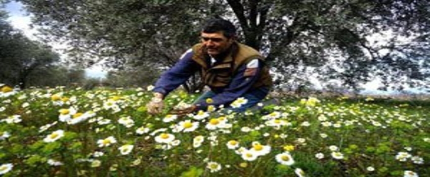 Manisa`da Ağaçlar, Yalancı Baharla Çiçek Açtı