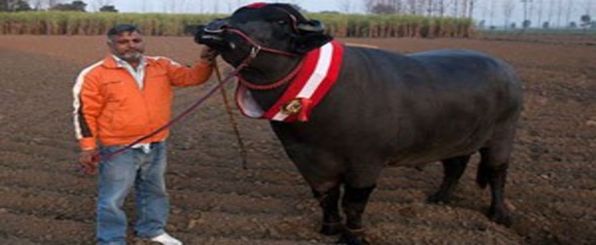 Spermi 3000 dolar