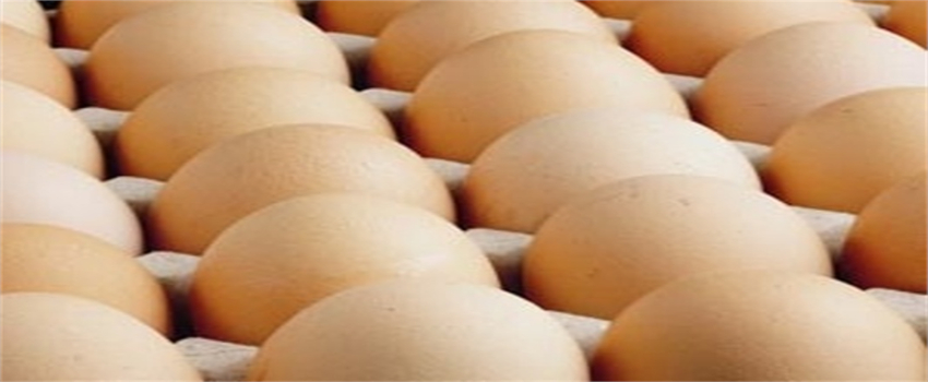 Türkiye, Dünyada Tavuk Eti ve Yumurta Üretiminde 10. Sırada