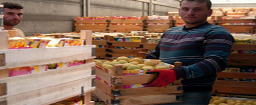 Hem sığınmacıları, hem üreticileri sevindiren yardım
