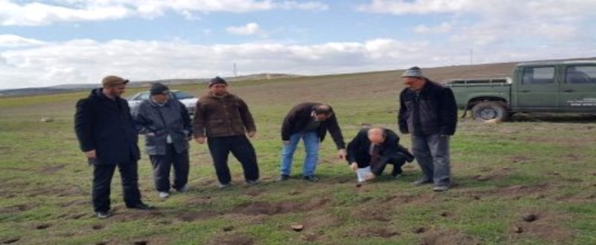 Afyonkarahisar`da Tarla Faresi ile Mücadele Çalışmaları