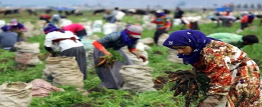 Mevsimlik İşçilerin Günlük Çalışma Ücreti 48 Lira