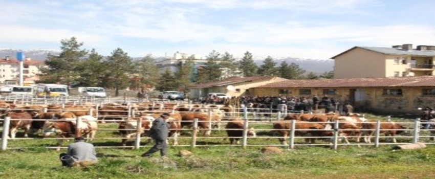 Bingöl`de Damızlık Boğa Dağıtımı