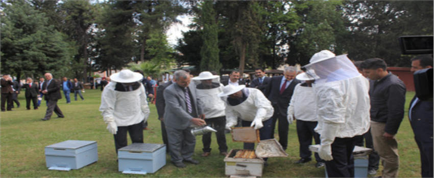 Çukurova`da Sezonun İlk Narenciye Balı Hasadı Yapıldı