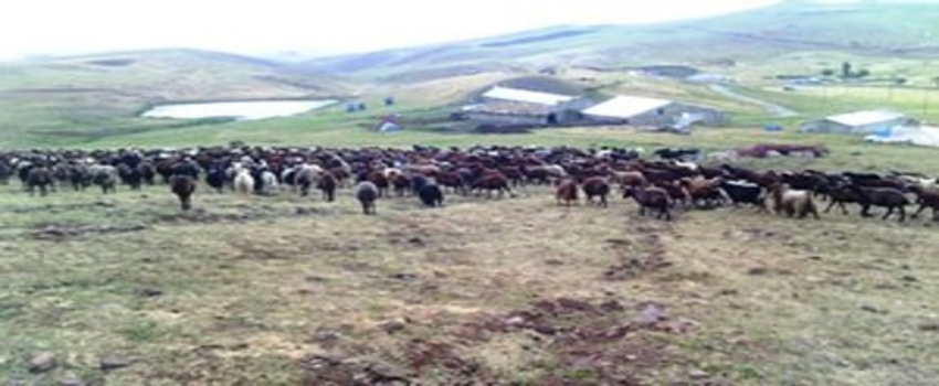 Domuzlar Koyun Sürüsüne Daldı, 5 Koyunu Öldürdü