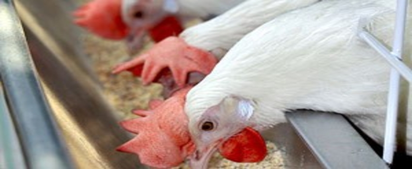 Yumurta ve beyaz et yasağına karşı Irak`a heyet göndereceğiz