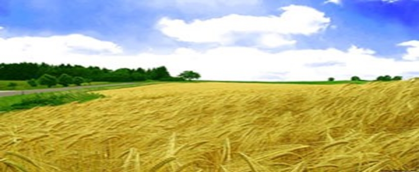 Buğday hasadı başladı