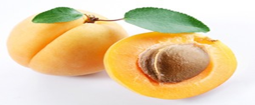 Mut`ta kayısı ihracatı başladı