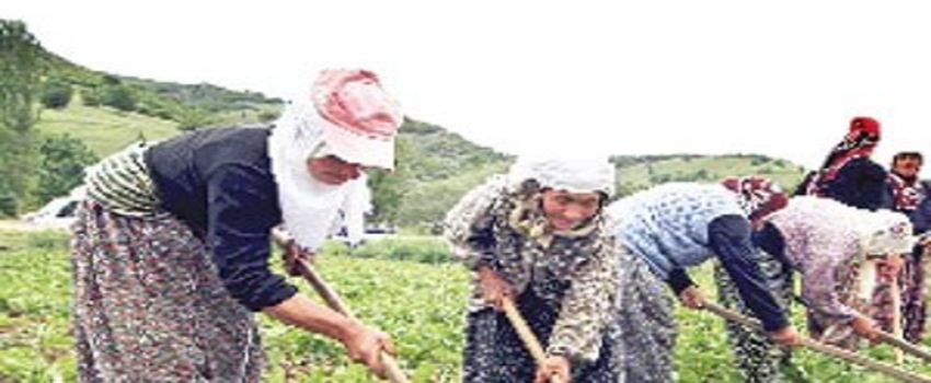 Tarıma yatırım yapana 3 milyon liralık destek
