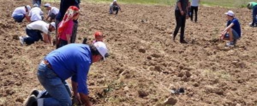 Yırca`ya 6 bin fidan