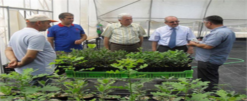 Denizli`de Ceviz Seferberliği