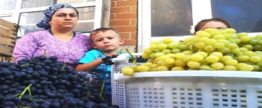 Dalından Pazara Taze Üzüm