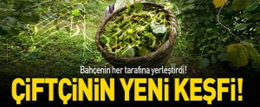 Fındığını müzik ile koruyor!