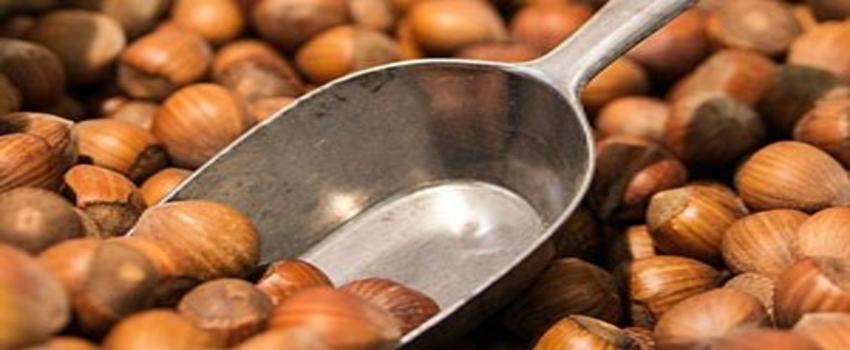 Fındık üreticisi 15 lira fiyat istiyor