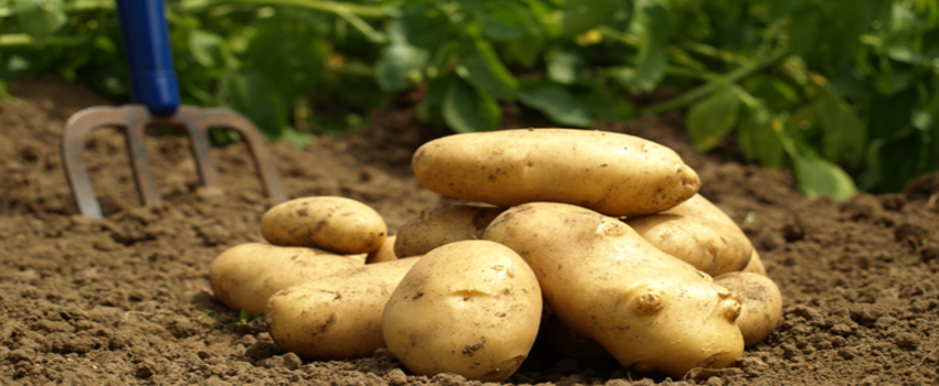 Patates`te İlaç Vurgunu