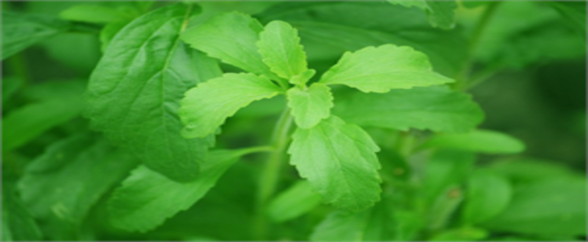 Doğal, Kalorisiz ve Zararsız Tatlandırıcı : Stevia Bitkisi
