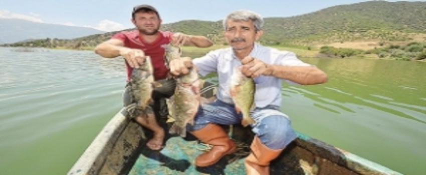 Tarladan Balık Çıkardılar!