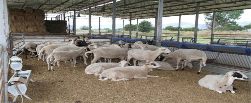 ADÜ`de Kurbanlık Satışları Başladı