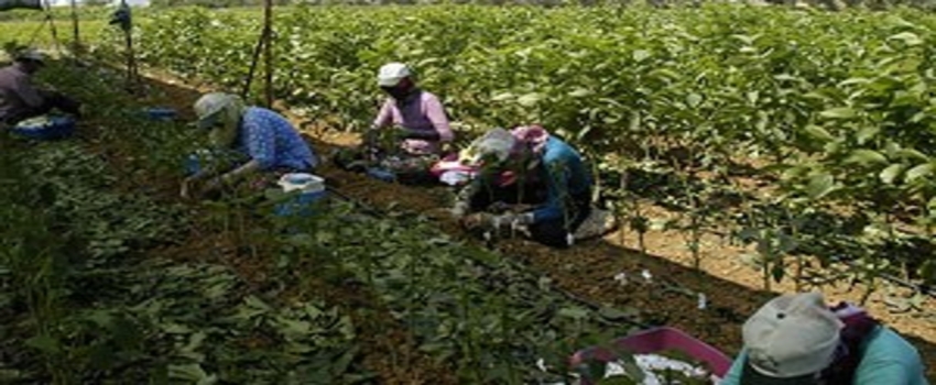 Bandırma`dan yılda 500 bin ceviz fidanı ihraç ediliyor