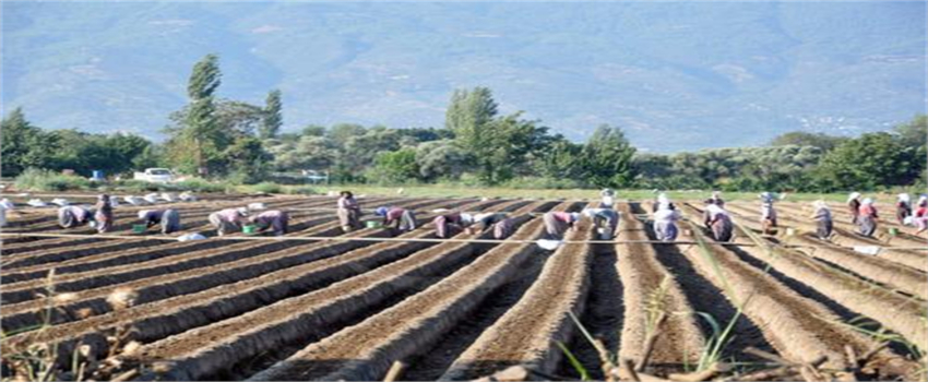 Aydın`da Çilek Fidanları Toprakla Buluştu