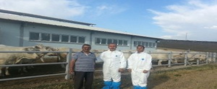 Dap Projesinden Destekli Etçi Şarole Irkı Büyükbaş Hayvanlar Geldi