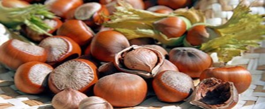 Türk Fındığında Rekoltenin Düşmesi Alman Çikolata Üreticilerini Zorluyor