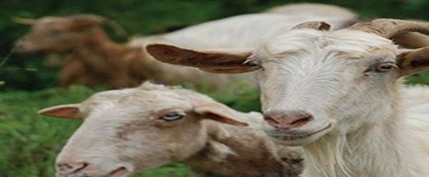 Yüksek Kurban Fiyatlarına Karşı Koyun Keçi