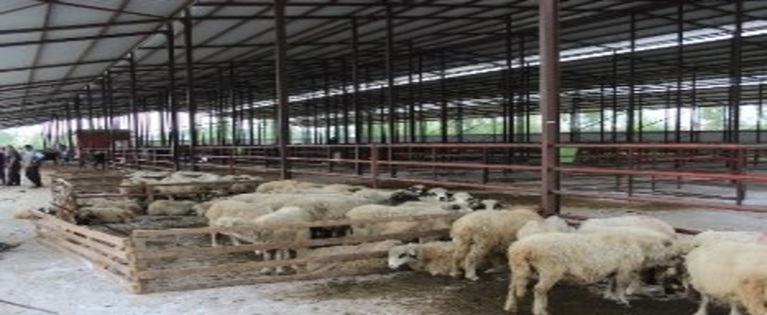 Kurban Bayramı Hareketliliği Başladı