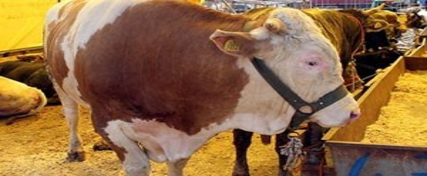 Kurban Bayramı`na Doğru
