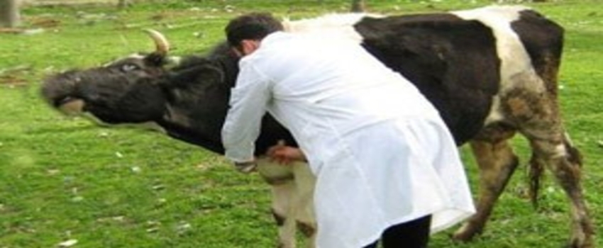 Manavgat`ta 22 bin 750 büyükbaşa şap aşısı yapıldı