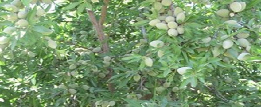 Niğde`de Köylülere Ek Gelir Badem ve Ceviz Fidanı Dağıtılacak