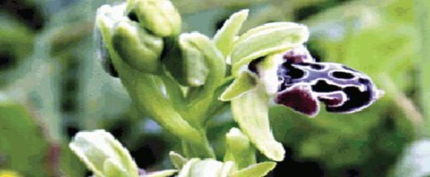 Orkideler koruma altına alınıp çoğaltılacak