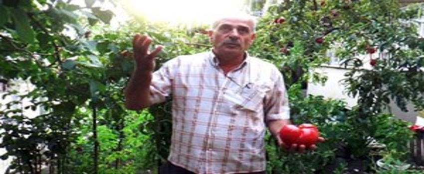 Bahçesinde 1 Kiloluk Domates Yetiştirdi